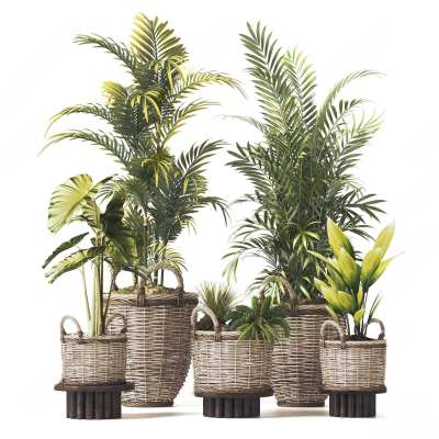 现代植物盆栽3D模型下载